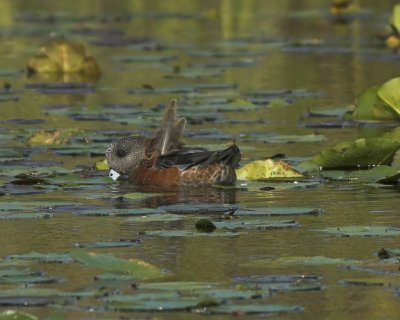 American Wigeon 2