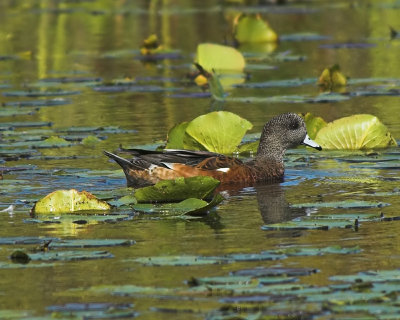 American Wigeon 3