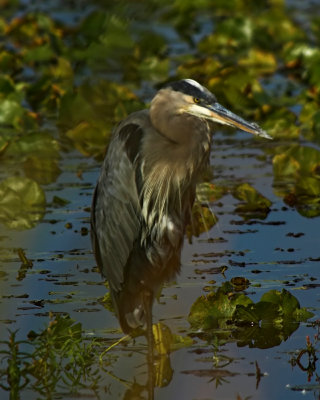 Great Blue Heron 2