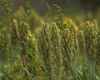 sorghum ?