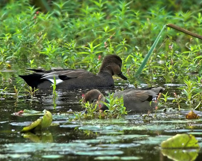 Gadwall