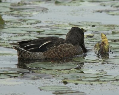 Northern Shoveler 6