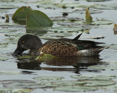 Northern Shoveler 2