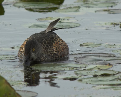 Northern Shoveler 3