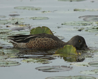 Northern Shoveler 4