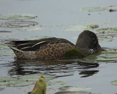 Northern Shoveler 5