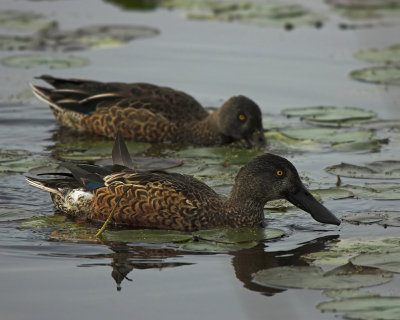 Northern Shoveler 1