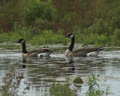 Canada Geese