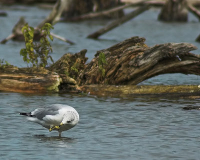 Ring-billed Gull