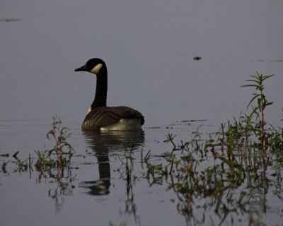 early morning goose