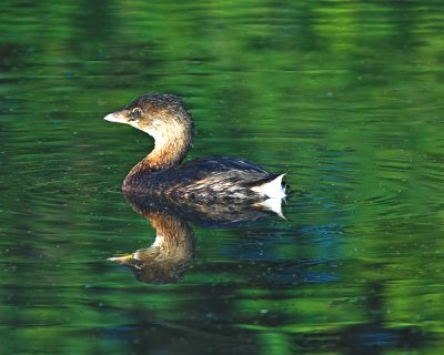 Pied-billed Grebe 7