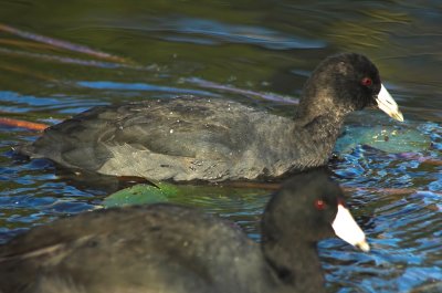 American Coot 6