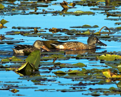 Northern Shoveler 7