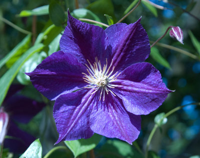 clematis