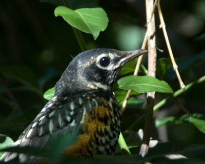 juvenile robin