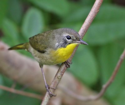 Common Yellowthroat, shallow DOF, Merritt Island,Fl.