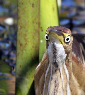 Least Bittern