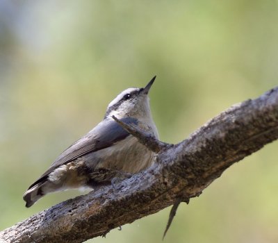 Nuthatch, Red breasted