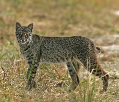 Bobcat, Merritt Island,Fl.