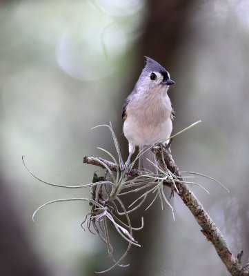 Tufted Titmouse