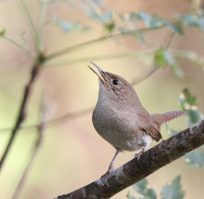 House Wren