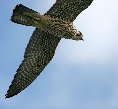 Peregrine Falcon-close-up