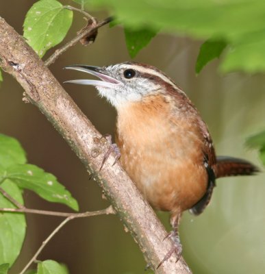 Carolina Wren