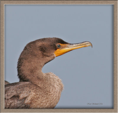 Cormorant,Double-crested