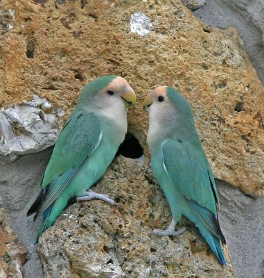   Loverbirds, Peach Faced,  by nest-hole