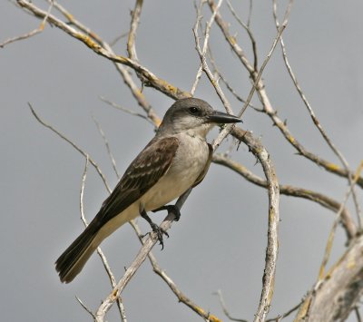  Kingbird,Gray