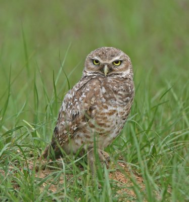 Burrowing Owl,eye level, Sorrento, Fl, 06-19-2008