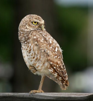 Owl ,Burrowing,on the fence