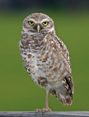  Owl, Burrowing,  eye leve
