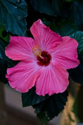 Hibiscus Blossom