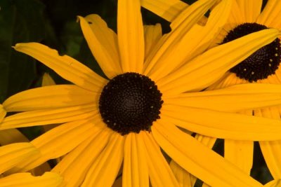 Blackeyed Susan