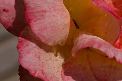 Rose Petal with Water Drop