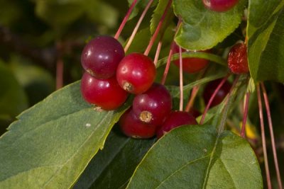 Signs of Fall