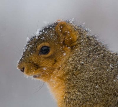 Snow Covered Squirrel