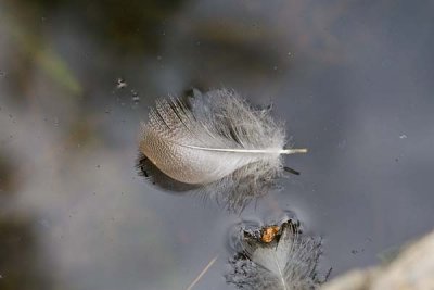 Feathers Floating on Water