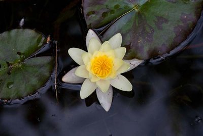 Water Lily in Bloom