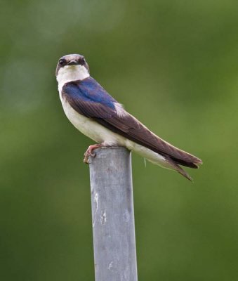 Tree Swallow