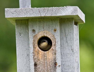 Baby Tree Swallow Looking Out of Its Nesting Box