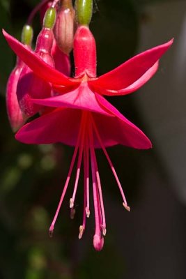 Fuchsia Blossom