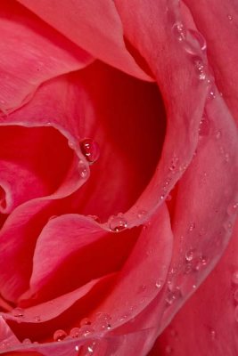 Water Drops on the Rose