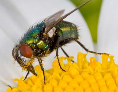 Fly on a Daisy