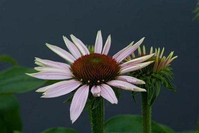 Purple Coneflower