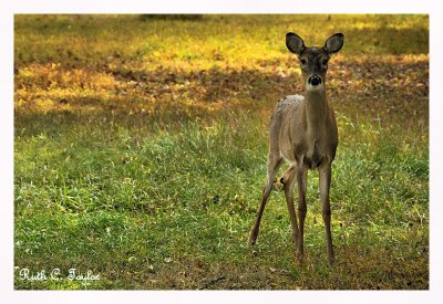 Young Deer