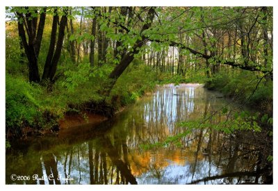 Spring Morning Along Pine Run Creek
