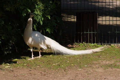 Paon blanc - White Peafowl - Pavo albus