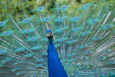 Paon bleu - Indian peafowl  - Pavo cristatus